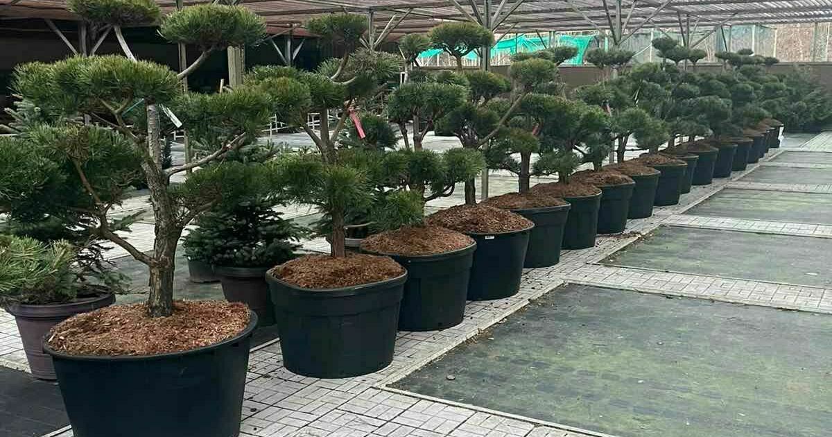 шишки из земли. сосна кедровая сибирская сибирский кедр сеянец. кп 25 сосен тюнево. сосна обыкновенная (лат. доска обрезная 250\30.