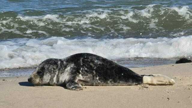 В Пионерском на берегу моря умер тюленёнок