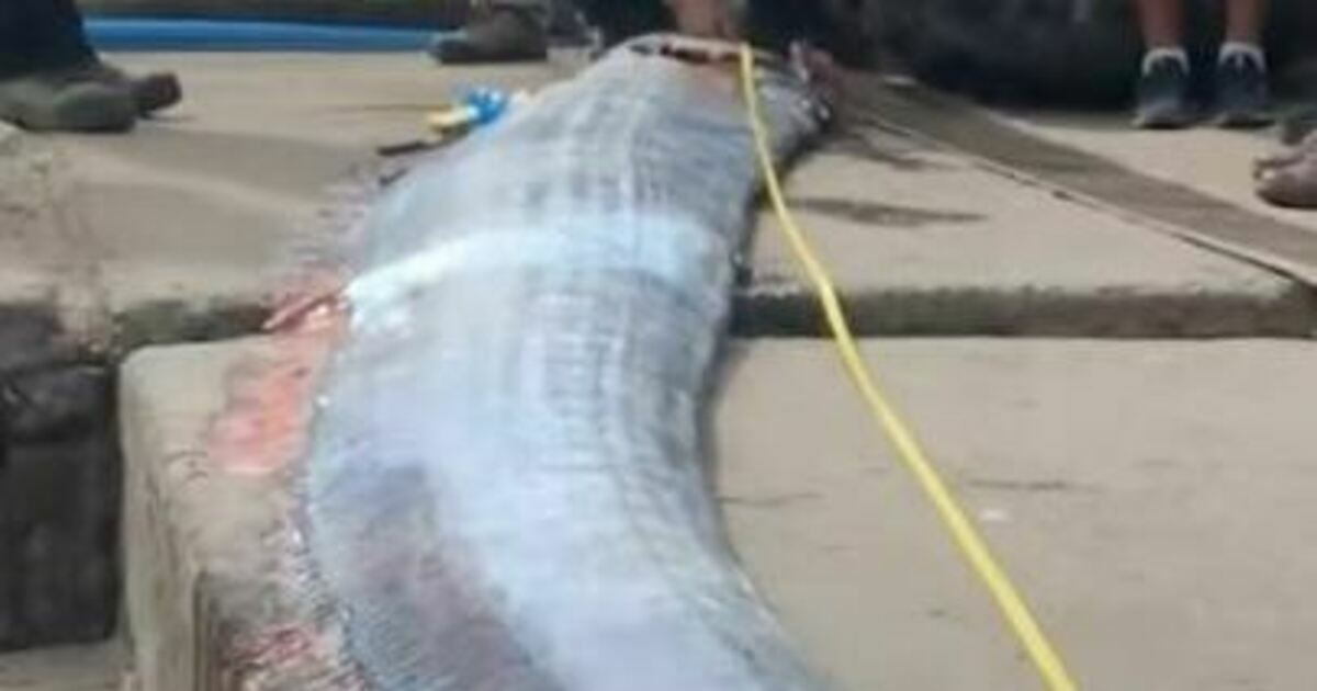 In Chile, the herring king was caught, the fish is considered a