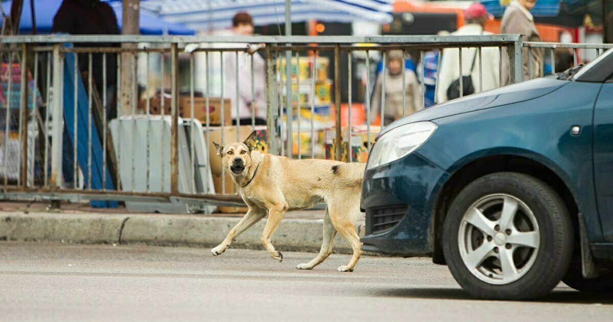 Везти на машине людей