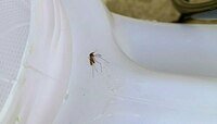 Комары в Калининградской области могут заразить паразитами 