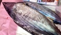 Калининградец пытался ввезти из Литвы 11 кг замороженной рыбы в ручной клади