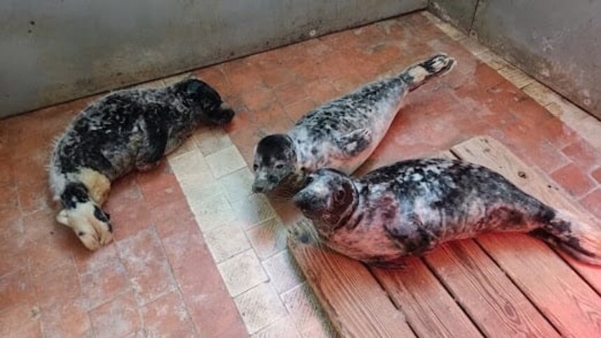 «Три месячных задохлика»: в Калининградском зоопарке выхаживают истощённых щенков тюленей - Новости Калининграда | Фото калининградского зоопарка