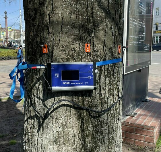 В Калининграде впервые дерево отправила под топор не комиссия, а точная аппаратура (видео) - Новости Калининграда | Фото: «Клопс»