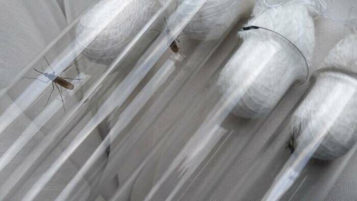 Слепни, клещи и вороны: кто угрожает калининградцам в мае и как укрыться - Новости Калининграда | Фото: Евгений Волчев