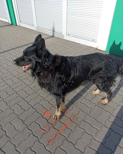 Оксана узнала на фото укусившую её собаку | Фото: группа «Подслушано Гурьевск — Новая Резиденция» / «ВКонтакте»