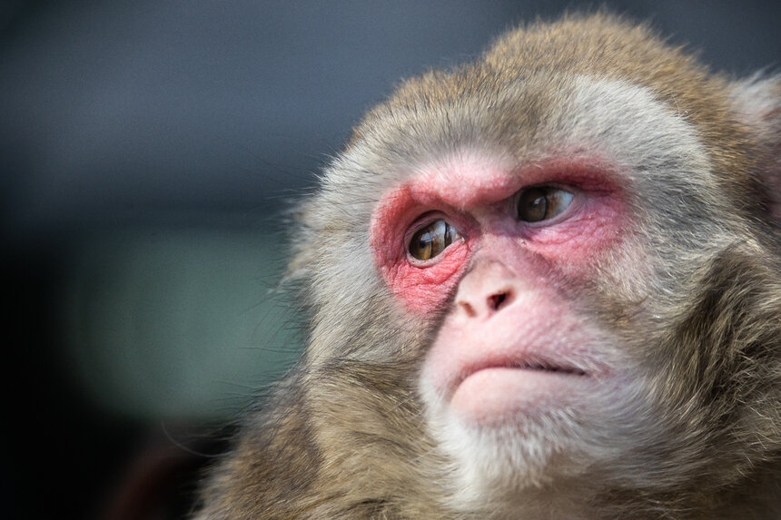 5 вопросов про обезьянью оспу, которая стремительно распространяется по миру - Новости Калининграда | Фото: архив «Клопс»