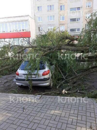 Где в Калининграде из-за порывистого ветра рухнули деревья (фото) - Новости Калининграда | Фото: очевидец