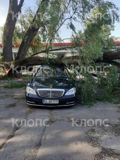 Где в Калининграде из-за порывистого ветра рухнули деревья (фото) - Новости Калининграда | Фото: очевидец