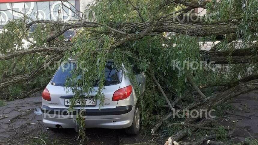 Рухнувшее дерево на Буткова  | Фото: очевидец 