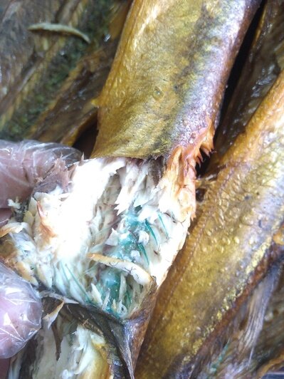 Копчёный сарган с зелёными косточками | Фото: Артём Журавель (https://vk.com/kenigfishing)