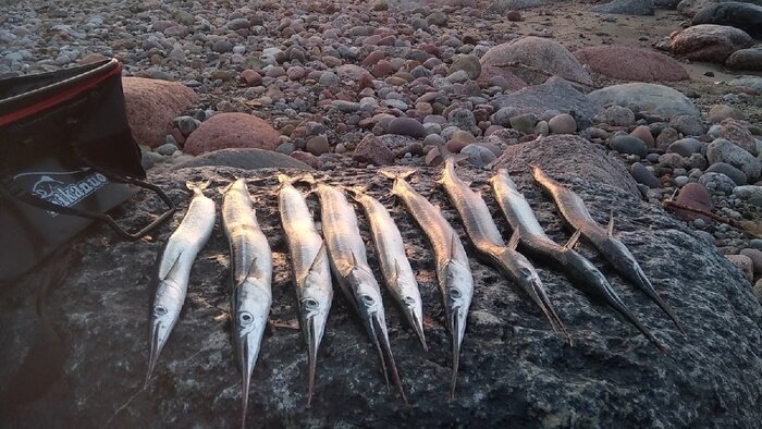Улов саргана | Фото: Артём Журавель (https://vk.com/kenigfishing)