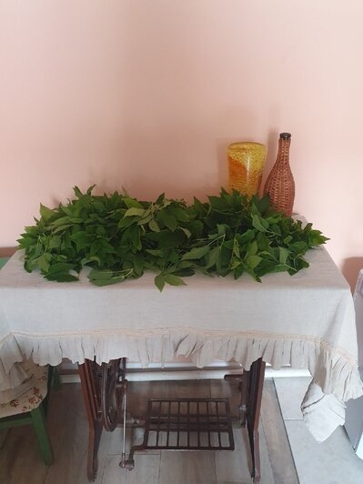 Что засушить на зиму: 7 растений, которые надо успеть собрать в Калининградской области до конца июня  - Новости Калининграда | Фото: Грибы и грибники Калининградской области в ВК