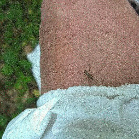 Калининградский биолог объяснил, почему в этом году мало комаров и слепней - Новости Калининграда