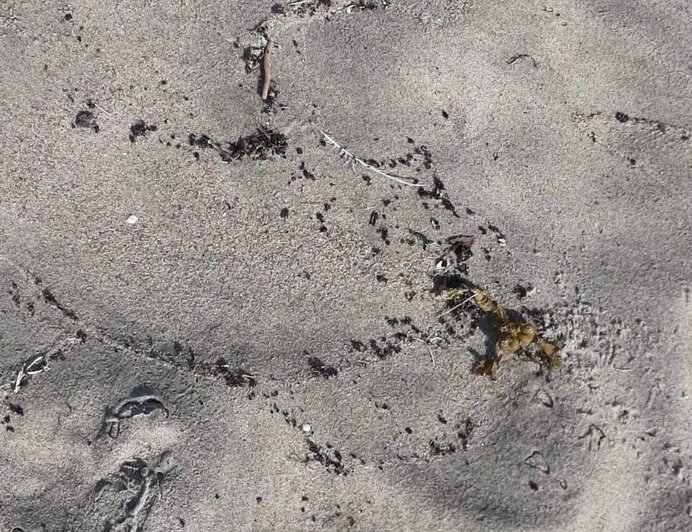 На центральном пляже в Балтийске обнаружен разлив нефтепродуктов - Новости Калининграда | Фото: пресс-служба администрации Балтийского городского округа