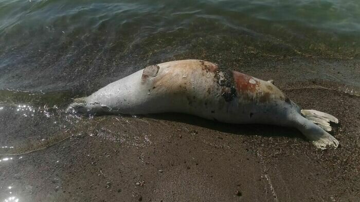 На калининградском побережье Балтики нашли четырёх мёртвых тюленей (фото, видео) - Новости Калининграда | Фото предоставлено очевидцем