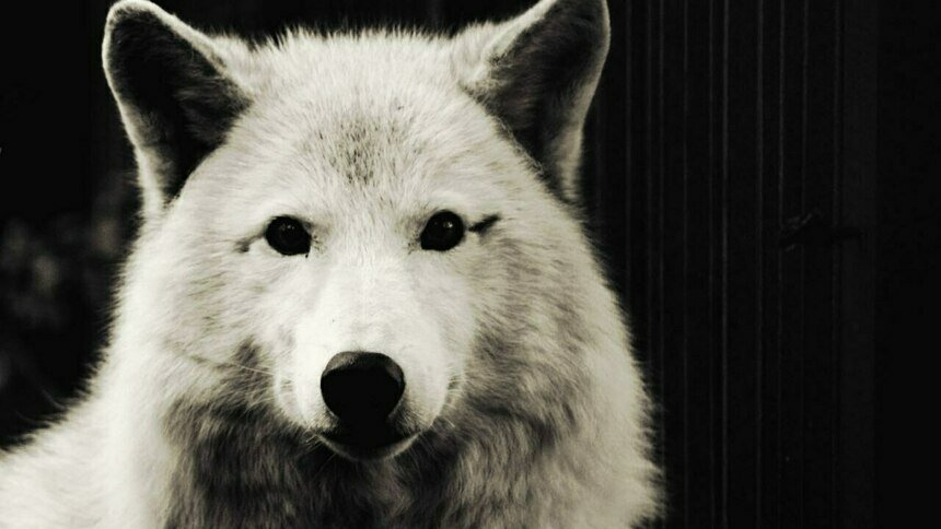 В Калининградском зоопарке скончалась полярная волчица Рено - Новости Калининграда | Фото: пресс-служба зоопарка Калининграда