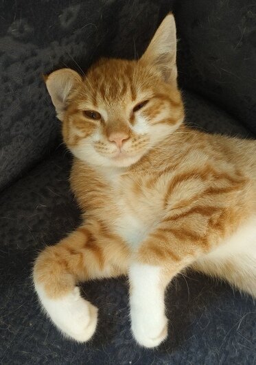 Хвостатые массажисты и диванные акробаты: 10 калининградских котов и кошек, которые отчаянно ищут новый дом - Новости Калининграда