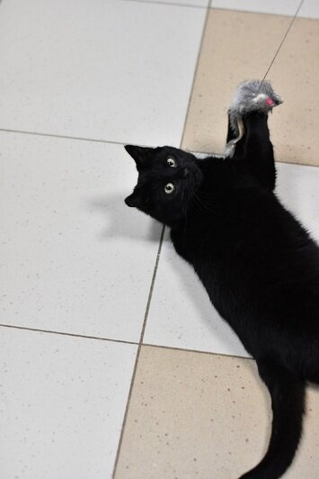 Хвостатые массажисты и диванные акробаты: 10 калининградских котов и кошек, которые отчаянно ищут новый дом - Новости Калининграда