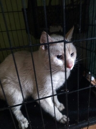 Третий кот, которого удалось спасти. | Фото из группы приюта «Балтика39» «Вконтакте»