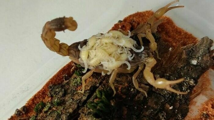 Самка скорпиона, найденная калининградкой в картошке, стала многодетной матерью (фото) - Новости Калининграда | Фото: Михаил Казаченок