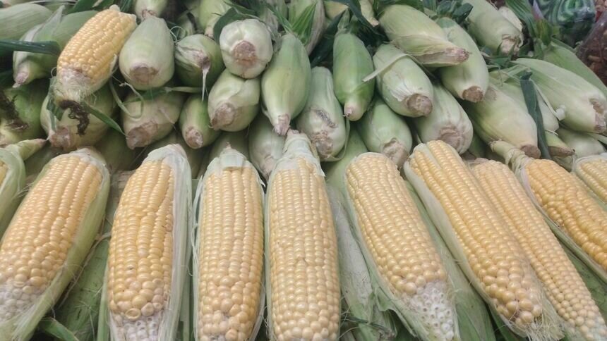 Диетолог рассказал о пользе варёной кукурузы - Новости Калининграда | Фото: архив «Клопс»
