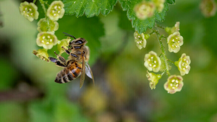 Для бизнесменов региона проведут экскурсию в пчеловодческом хозяйстве - Новости Калининграда