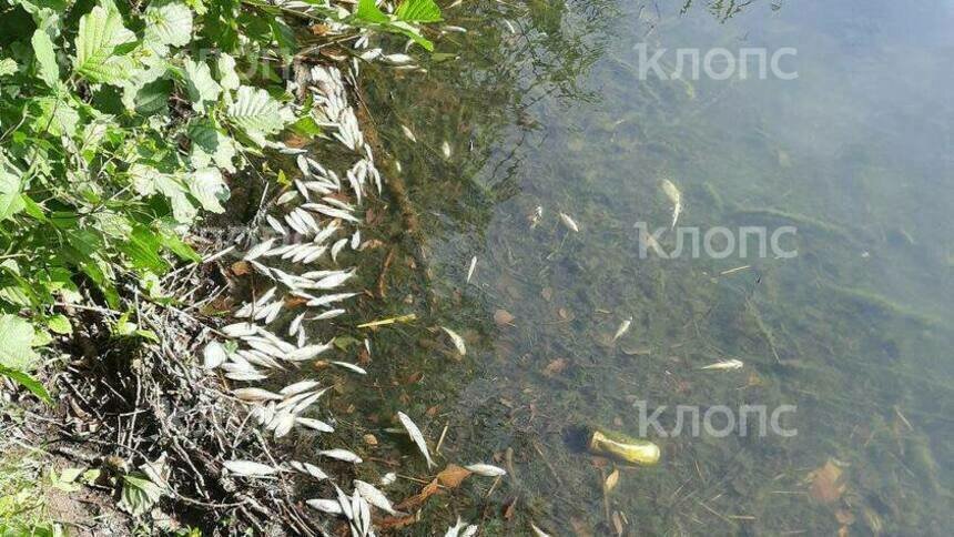 «Какие-то утечки»: ещё в одном пруду Калининграда массово гибнет рыба — очевидцы   - Новости Калининграда | Фото: очевидцы