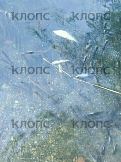 Эксперты выяснят причину гибели рыбы в пруду Южного парка  - Новости Калининграда | Фото: очевидец