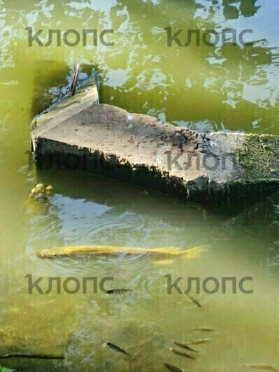 Эксперты выяснят причину гибели рыбы в пруду Южного парка  - Новости Калининграда | Фото: очевидец