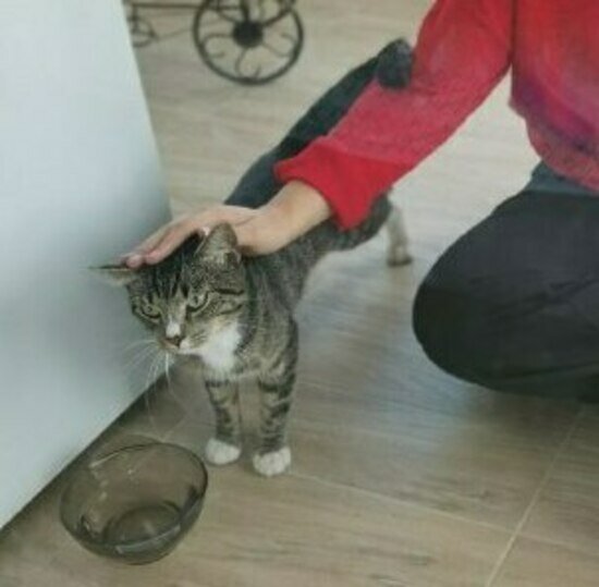 Спасённый кот у Дины дома | Фото предоставлено одной из героинь публикации 