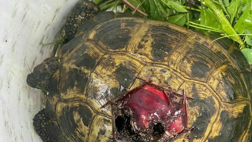 В Калининградской области нашли черепаху с гниющей раной и опарышами - Новости Калининграда | Фото: Биосфера Балтики