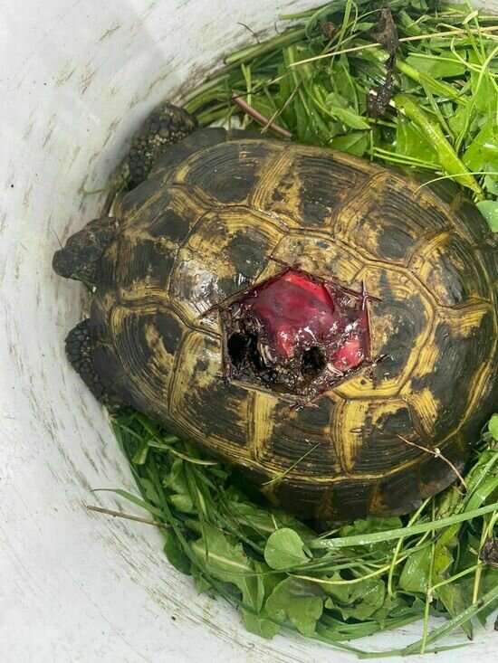 Найденная в Калининграде черепаха с пробитым панцирем умерла - Новости Калининграда | Фото: центр «Биосфера Балтики»