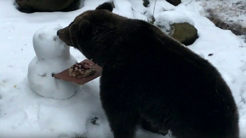Медведицу Настю из Калининградского зоопарка поздравили с 35-летием (видео) - Новости Калининграда | Фото: Скриншот с видео