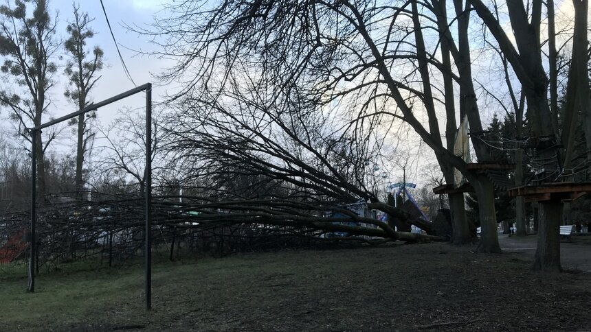 В Калининграде порывы ветра достигают 20 м/с: за несколько часов на дороги упало шесть деревьев - Новости Калининграда | Фото: «Клопс»