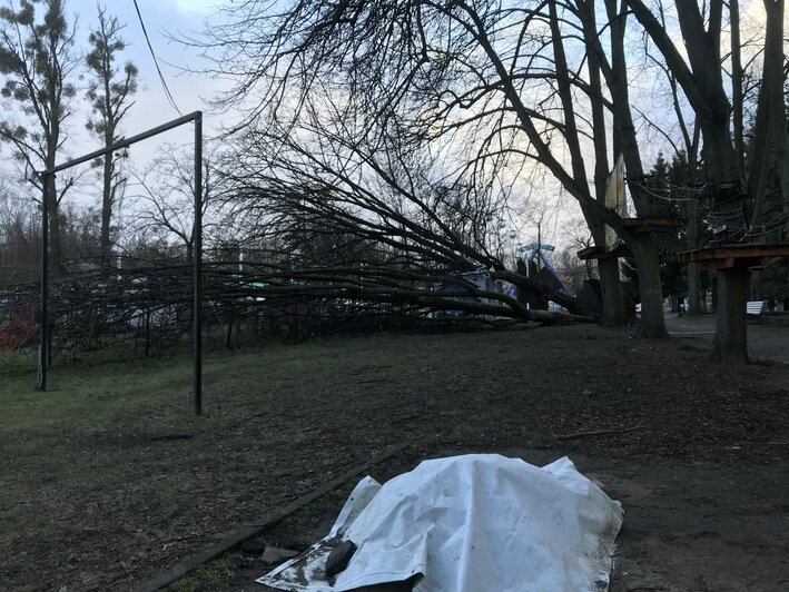 В Центральном парке одно из деревьев, по которым проходит верёвочная тропа, рухнуло на тир (фото) - Новости Калининграда | Фото от очевидца