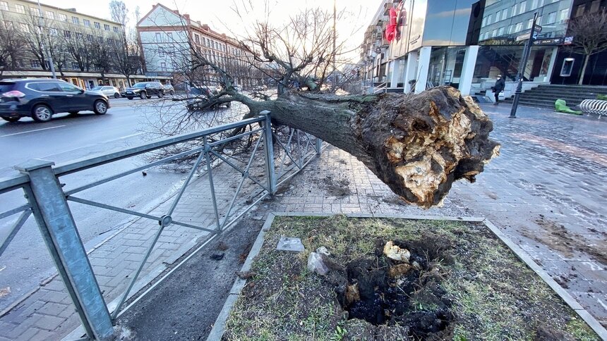 Фото дня: из-за шторма на Ленинском проспекте рухнуло дерево - Новости Калининграда | Фото: «Клопс», Александр Подгорчук