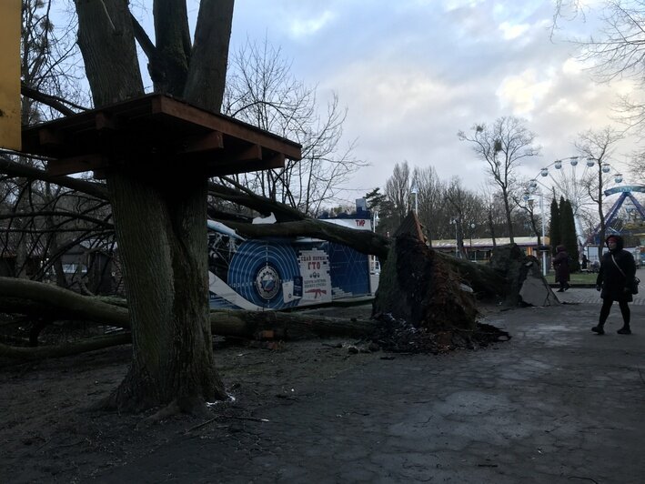 В Центральном парке одно из деревьев, по которым проходит верёвочная тропа, рухнуло на тир (фото) - Новости Калининграда | Фото от очевидца