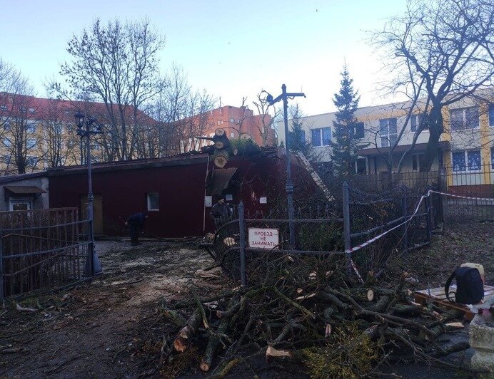 Последствия падения дерева на магазин по улице Соммера | Фото: «Клопс»