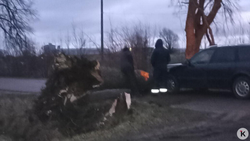 Упавшее дерево в Гурьевском районе | Фото: «Клопс»