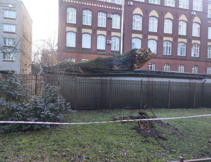 Последствия падения дерева на магазин по улице Соммера | Фото: «Клопс»