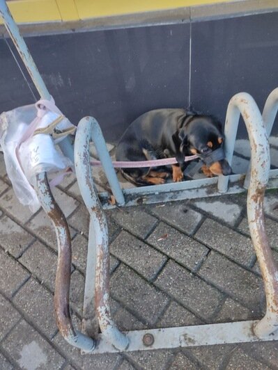 Была привязана к велопарковке с запиской «заберите»: в Калининграде нашли собаку, брошенную на улице - Новости Калининграда | Фото: очевидец