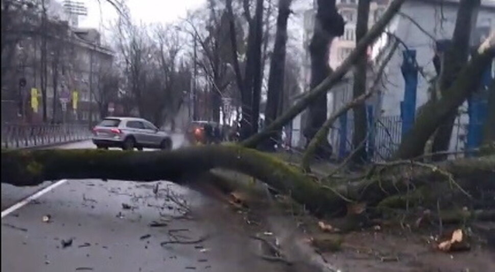 В Калининграде упавшее дерево перегородило улицу Донского - Новости Калининграда
