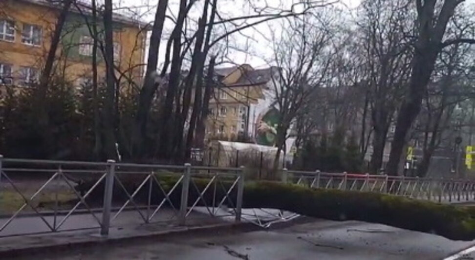 В Калининграде упавшее дерево перегородило улицу Донского - Новости Калининграда