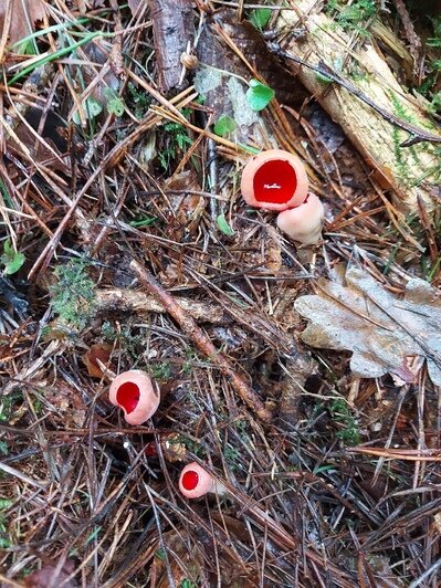 Собираем «бабушкины ушки»: в калининградских лесах появились первые весенние грибы (фото) - Новости Калининграда | Владимир Винокуров