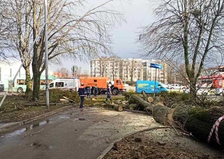 На Красной упавшее дерево оборвало троллейбусные провода (фото) - Новости Калининграда | Фото: «Клопс»
