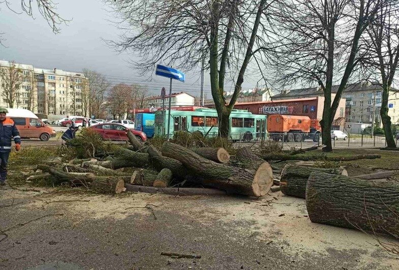 На Красной упавшее дерево оборвало троллейбусные провода (фото) - Новости Калининграда | Фото: «Клопс»