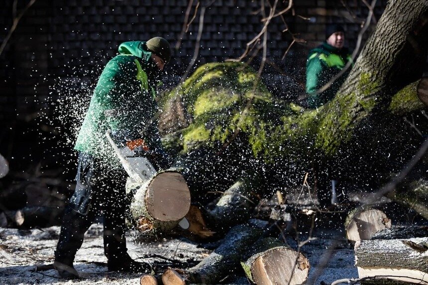 Фото дня: рабочие пилят упавшее на пятиэтажку дерево - Новости Калининграда | Фото: Александр Подгорчук / «Клопс»