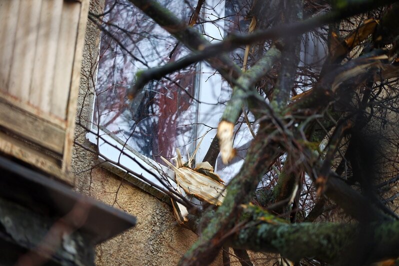 Оборвало провода, повредило окна: в центре Калининграда на пятиэтажку рухнуло дерево (фото) - Новости Калининграда | Фото: Александр Подгорчук / «Клопс»