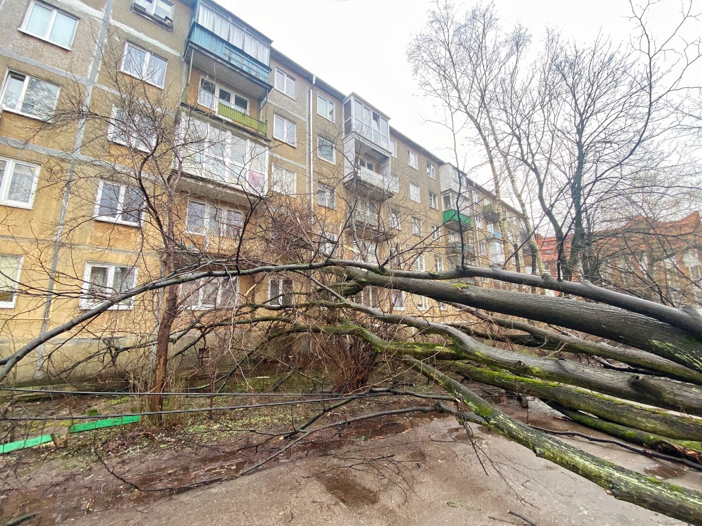 Оборвало провода, повредило окна: в центре Калининграда на пятиэтажку  рухнуло дерево (фото) - Новости Калининграда